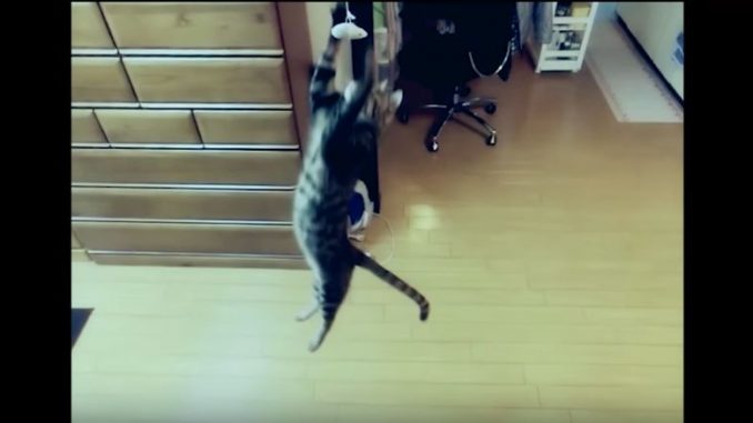 天井から垂らしたネズミのおもちゃに向かって垂直跳び 天井から垂らしたネズミのおもちゃに向かって垂直跳び