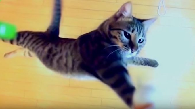 いったいどこまで跳べるのでしょうか