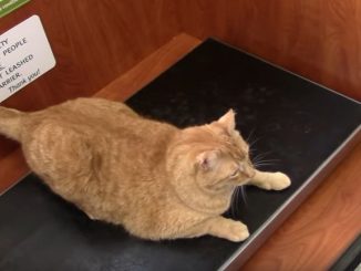 体重計で体重をチェックする猫たち