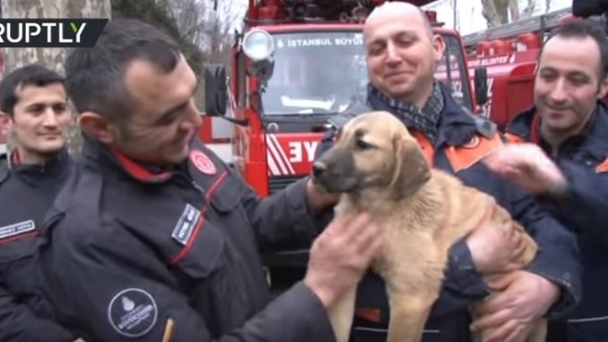 無事救出されほっとした表情の子犬