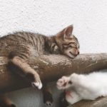 ドライバー必見!日産の猫バンバンプロジェクトムービー