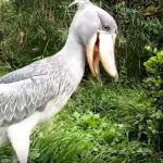 雑草を食べたらゲロマズだった…上野動物園のハシビロコウが超芸達者！