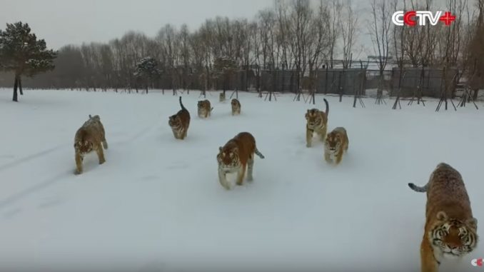 太っていても素早い動きをするアムールトラ