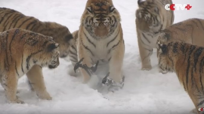 ドローンを捉えたアムールトラ