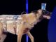 中国の番組で、頭に水の入ったコップを乗せて歩く犬が登場