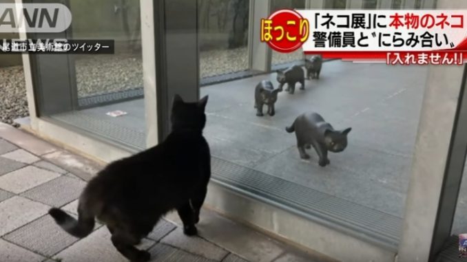 窓の外から中を覗く猫