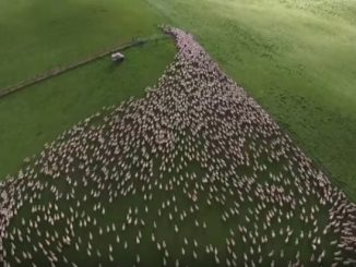 移動する羊の群れを上空から撮影