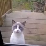 少し不気味！玄関先で何かを必死に訴えている猫