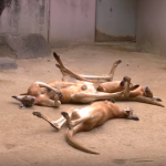超ぐうたら！やる気がない東山動物園のカンガルー