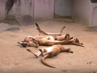 全くやる気が無いカンガルーたち