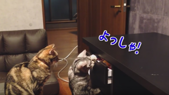 おやつが入っている引き出しを開けようと奮闘するネコたち おやつが入っている引き出しを開けようと奮闘するネコたち