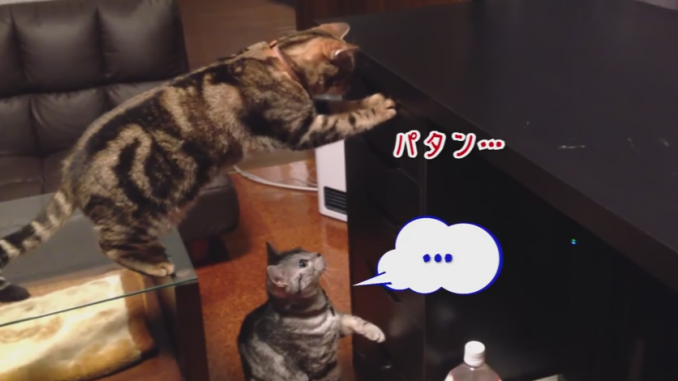 まるでコントのような結末に