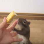 美味すぎて魂が抜けた?トウモロコシを食べるリスが不思議行動