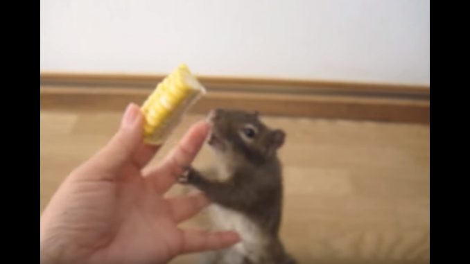 イワリスは早くトウモロコシを食べたくて飛び付かんばかり