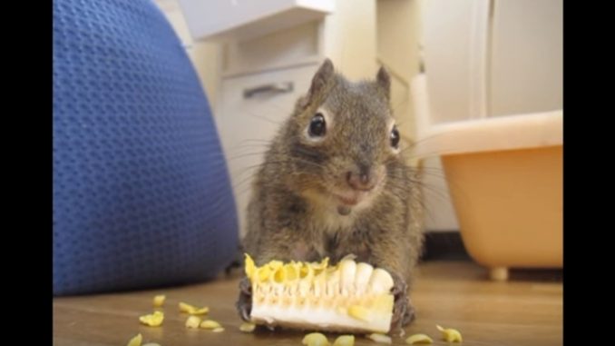 イワリスは時折魂が抜けたように止まる