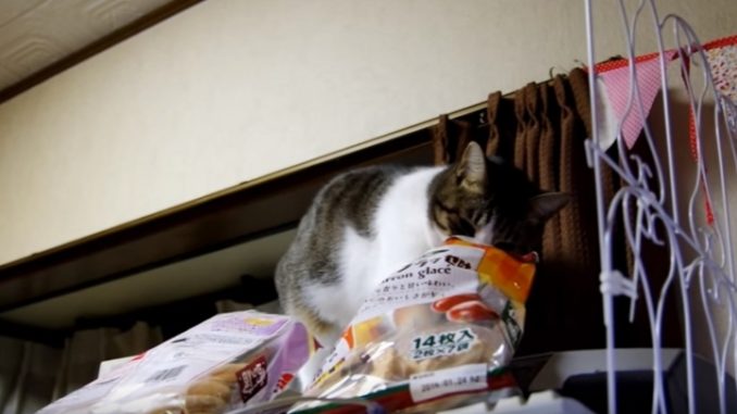 一生懸命いたずらするネコ