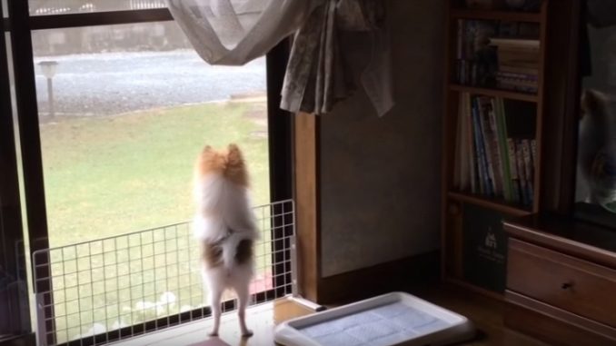 ご主人の車が見えなくなるまでお見送りする犬