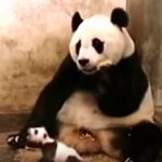 リアクション芸！赤ちゃんパンダのくしゃみに驚くお母さんパンダ