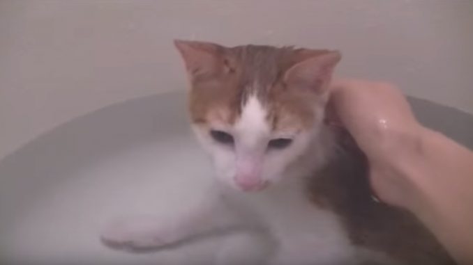 ノドを鳴らしながらお風呂に入る猫