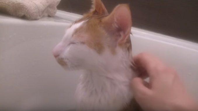 こんなに気持ち良さそうに入浴するネコは見たことがありません