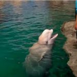 イルカの妊娠期間、歯の数って知ってる?シロイルカの生態を見てみよう