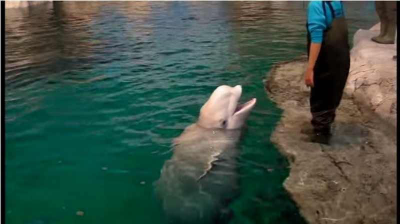 イルカの妊娠期間 歯の数って知ってる シロイルカの生態を見てみよう Amusingly おもしろ動画サイト