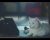 猫がおばあさんの知らないところで勉強を始めるユーニャンねこ勉CM動画